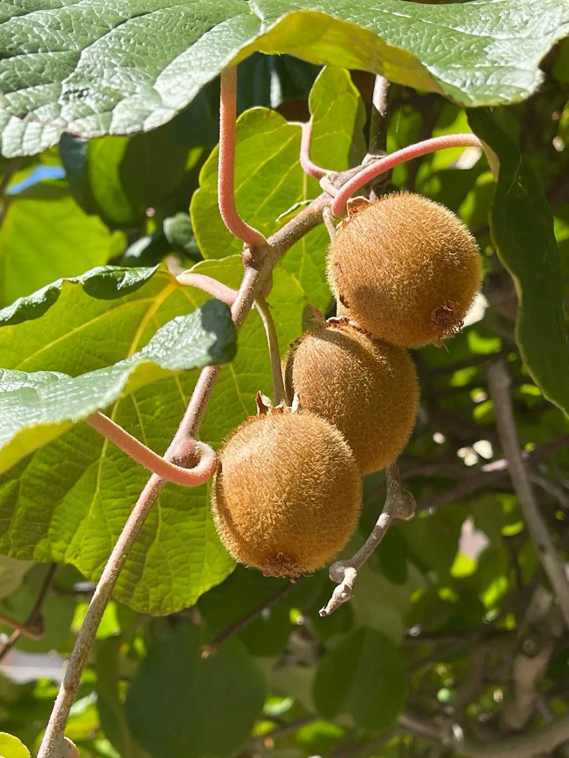 Kivius galima auginti namuose