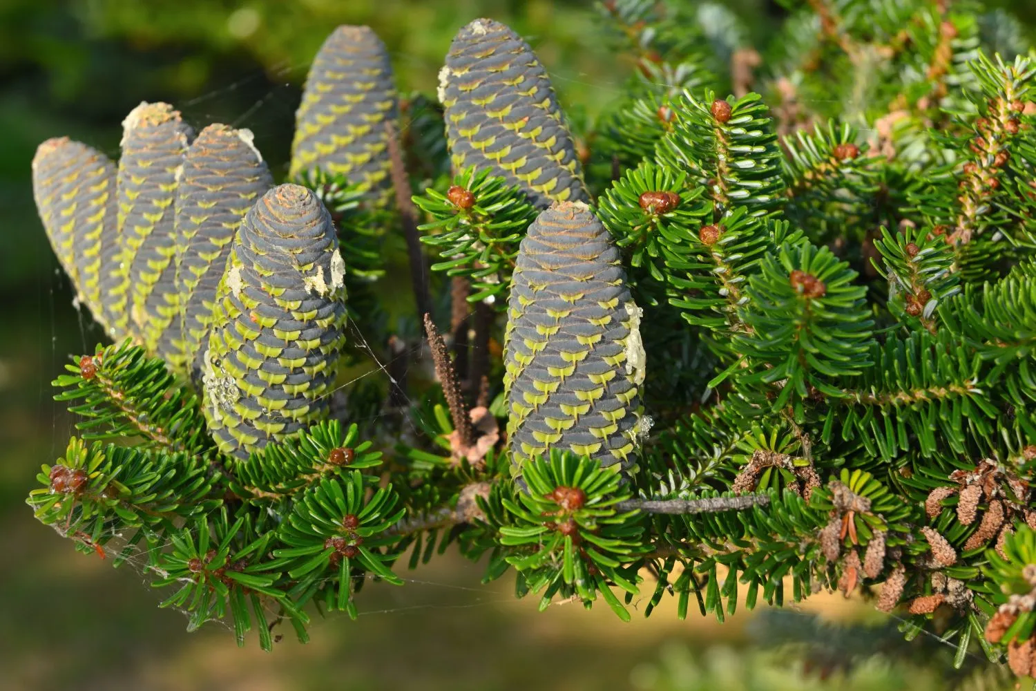 Korėjinė pušis (Pinus koraiensis)