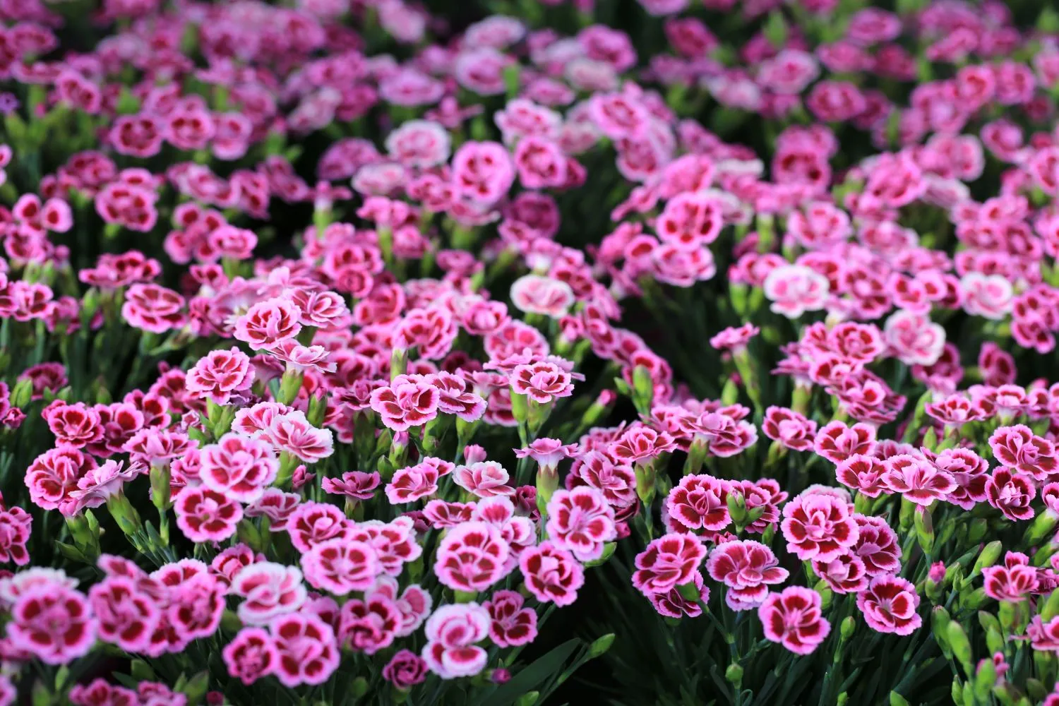 Margaspalviai gvazdikai