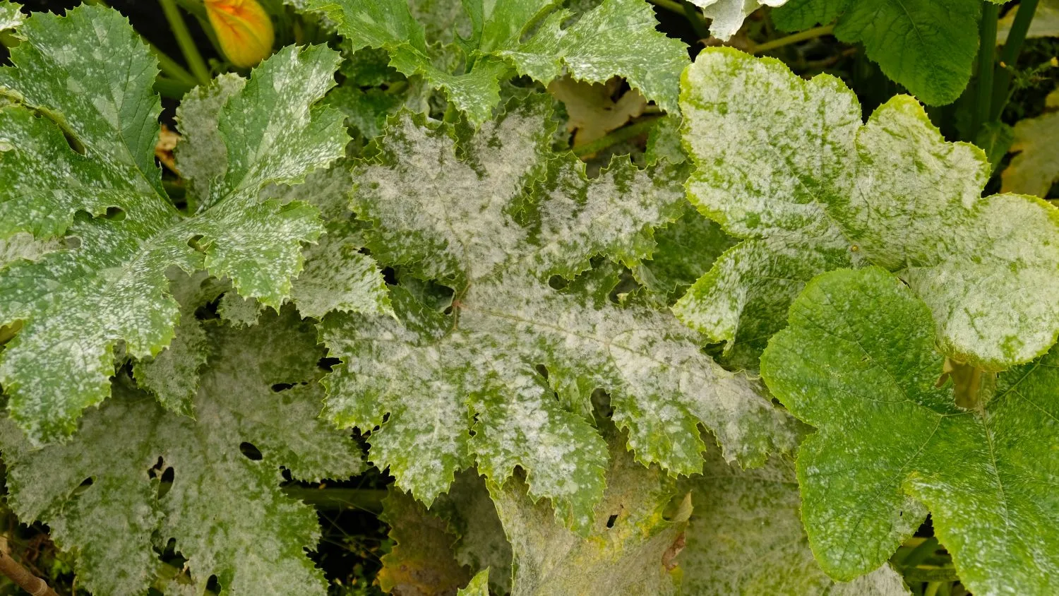 Miltlige serganti cukinija