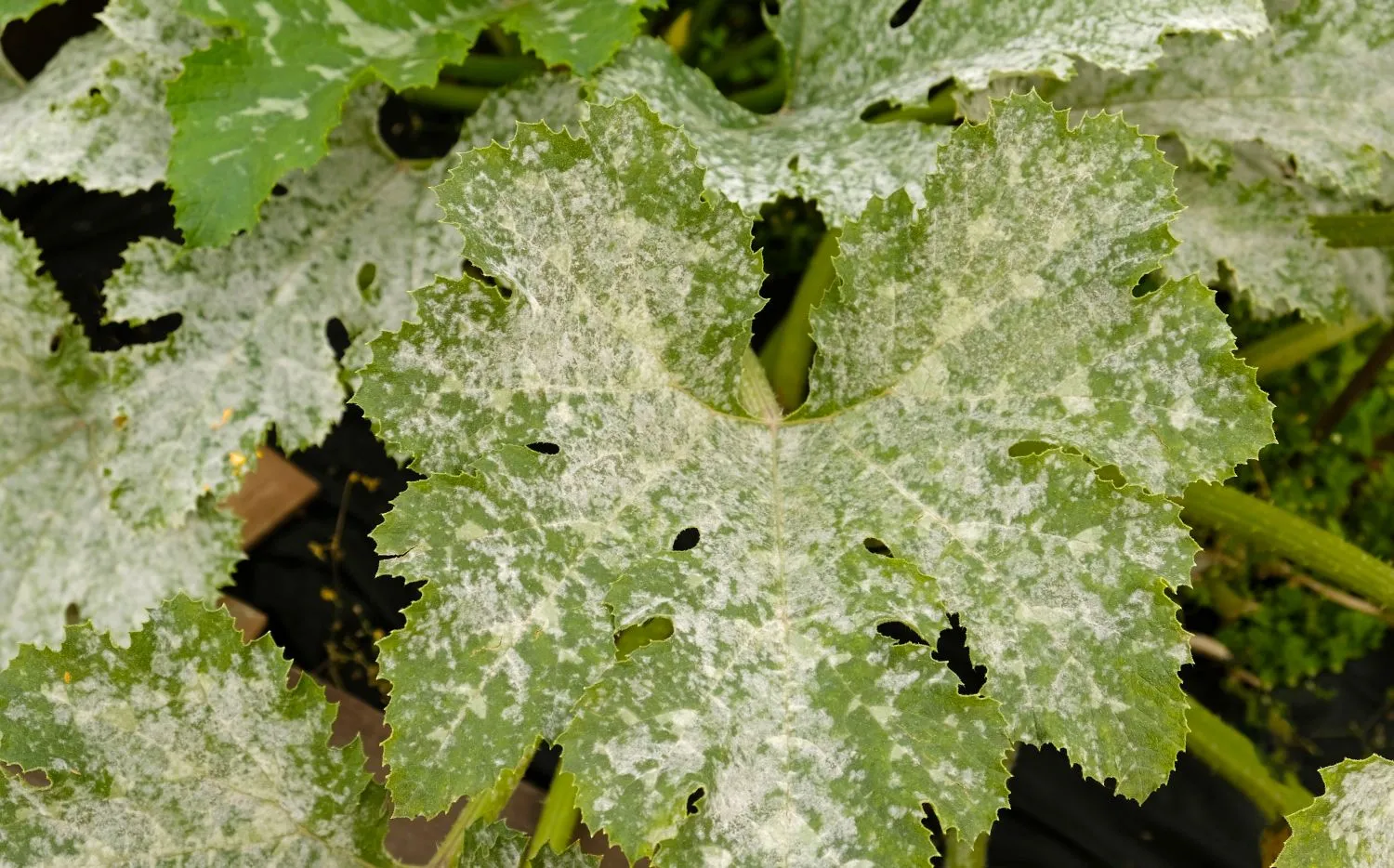 Miltlige užsikrėtusios cukinijos lapai
