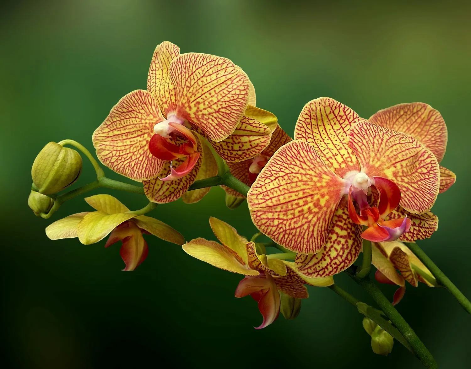 Natūralios trąšos puikus pasirinkimas norint užtikrinti gerą orchidėjų būklę