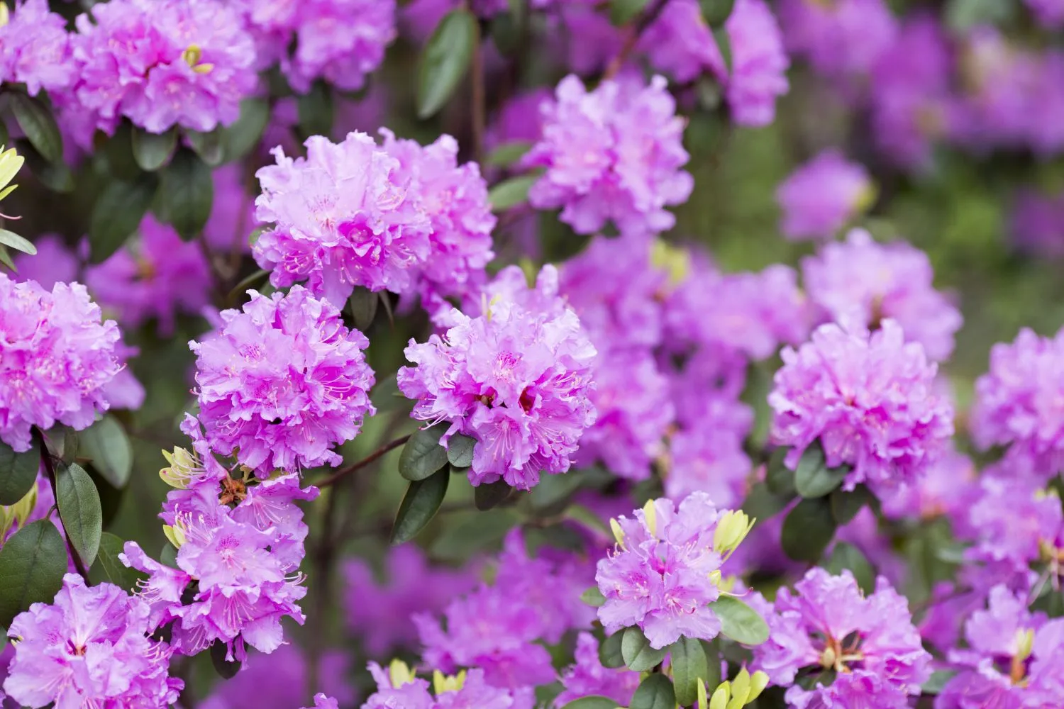 Rododendras