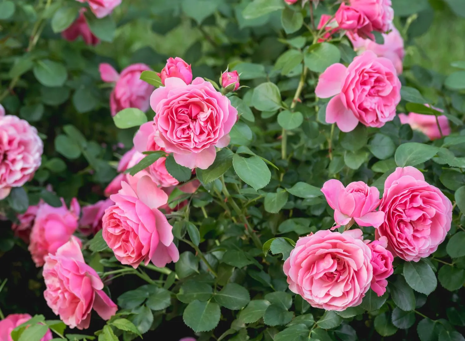 Rožėms itin svarbi tinkama augalų kaimynystė