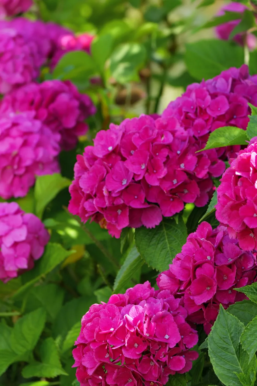 Ryškiai rožiniai didžialapių hortenzijų žiedai