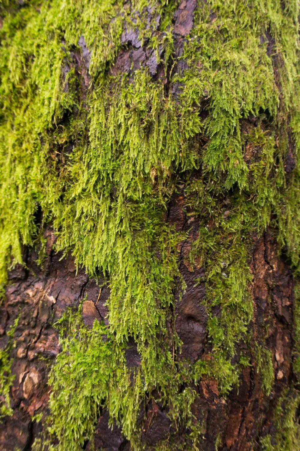 Samanomis apaugęs medžio kamienas