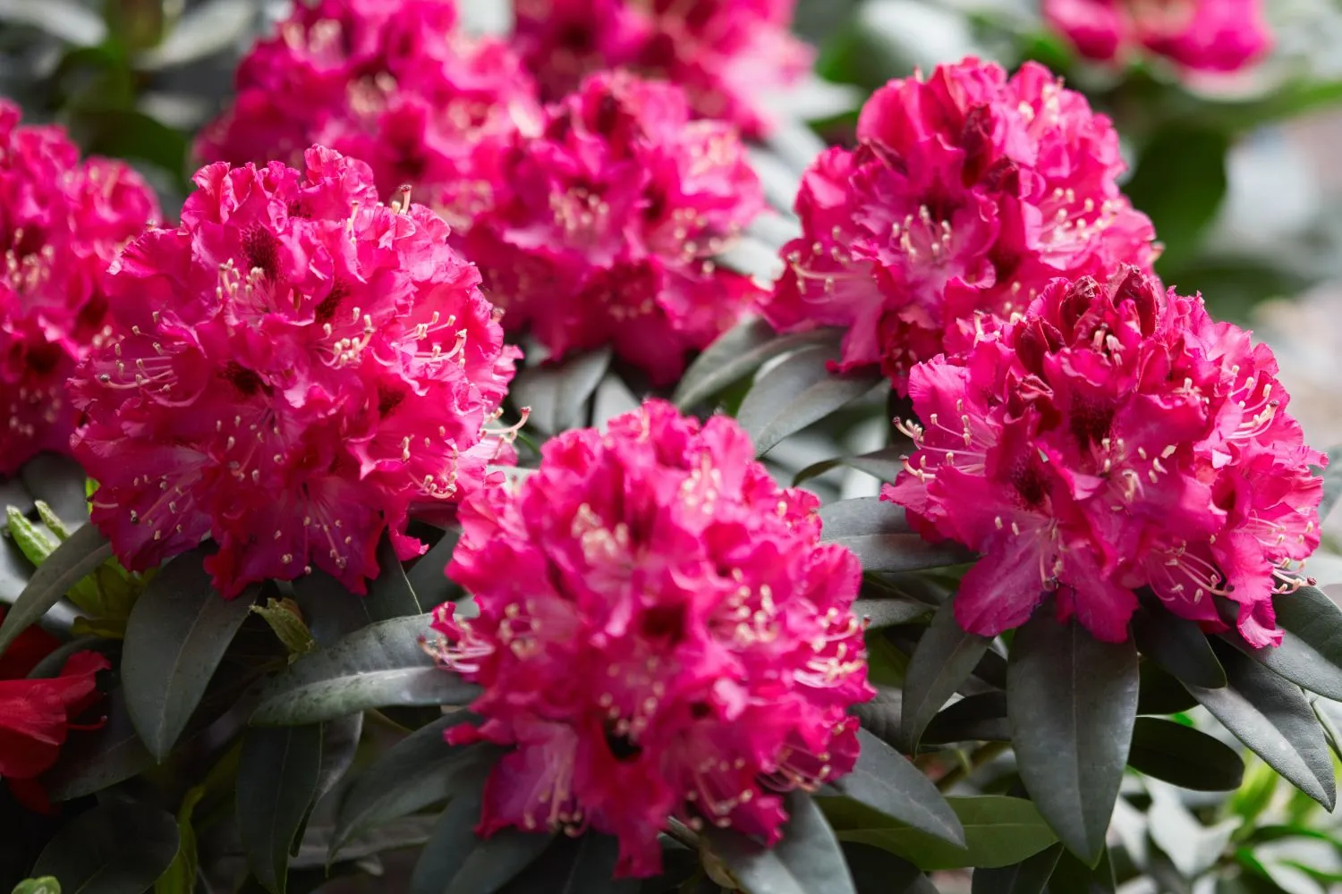 Sodrūs ir ryškūs rododendro žiedai