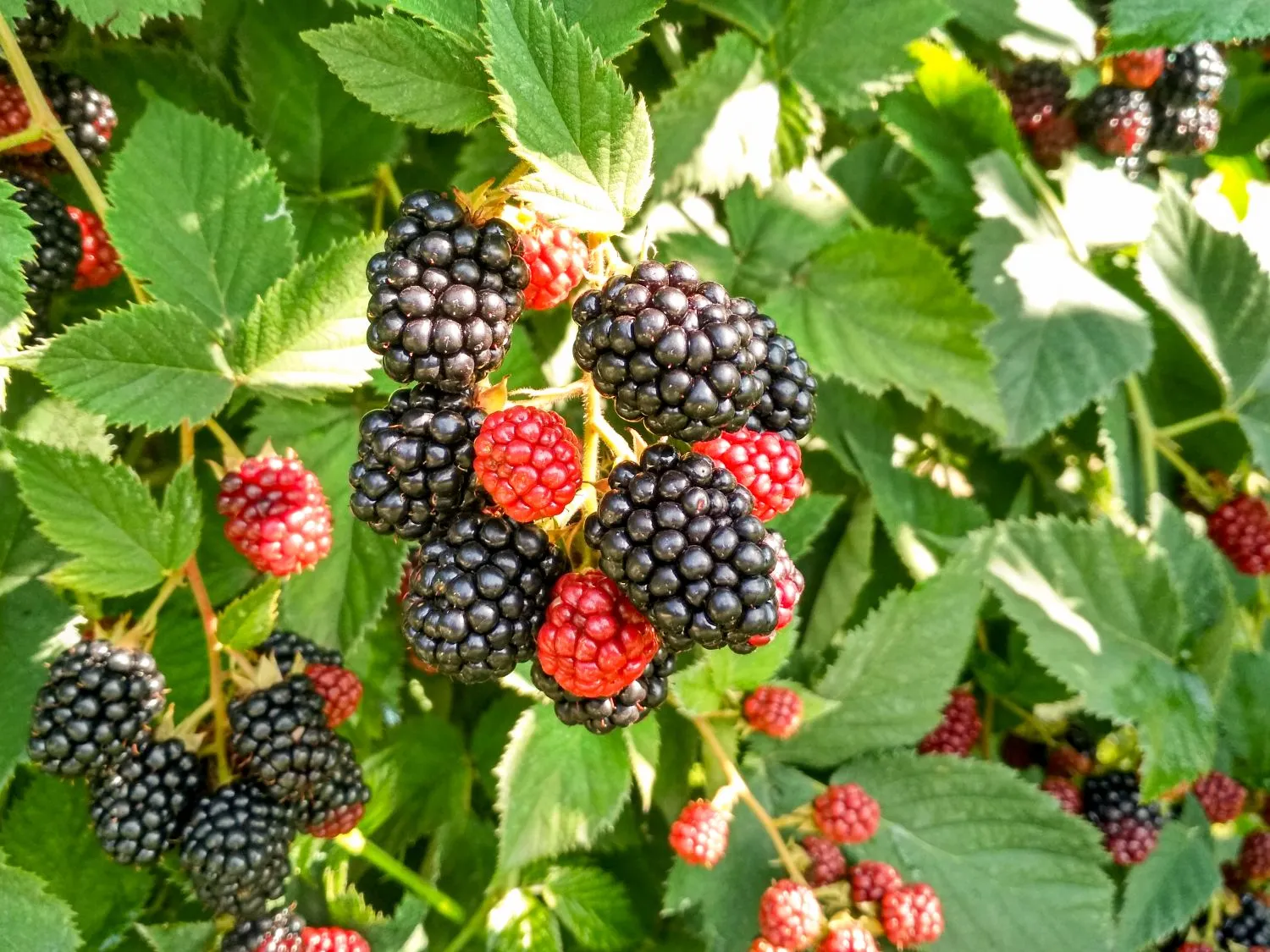 Svarbu tinkamai prižiūrėti gervuoges rudenį
