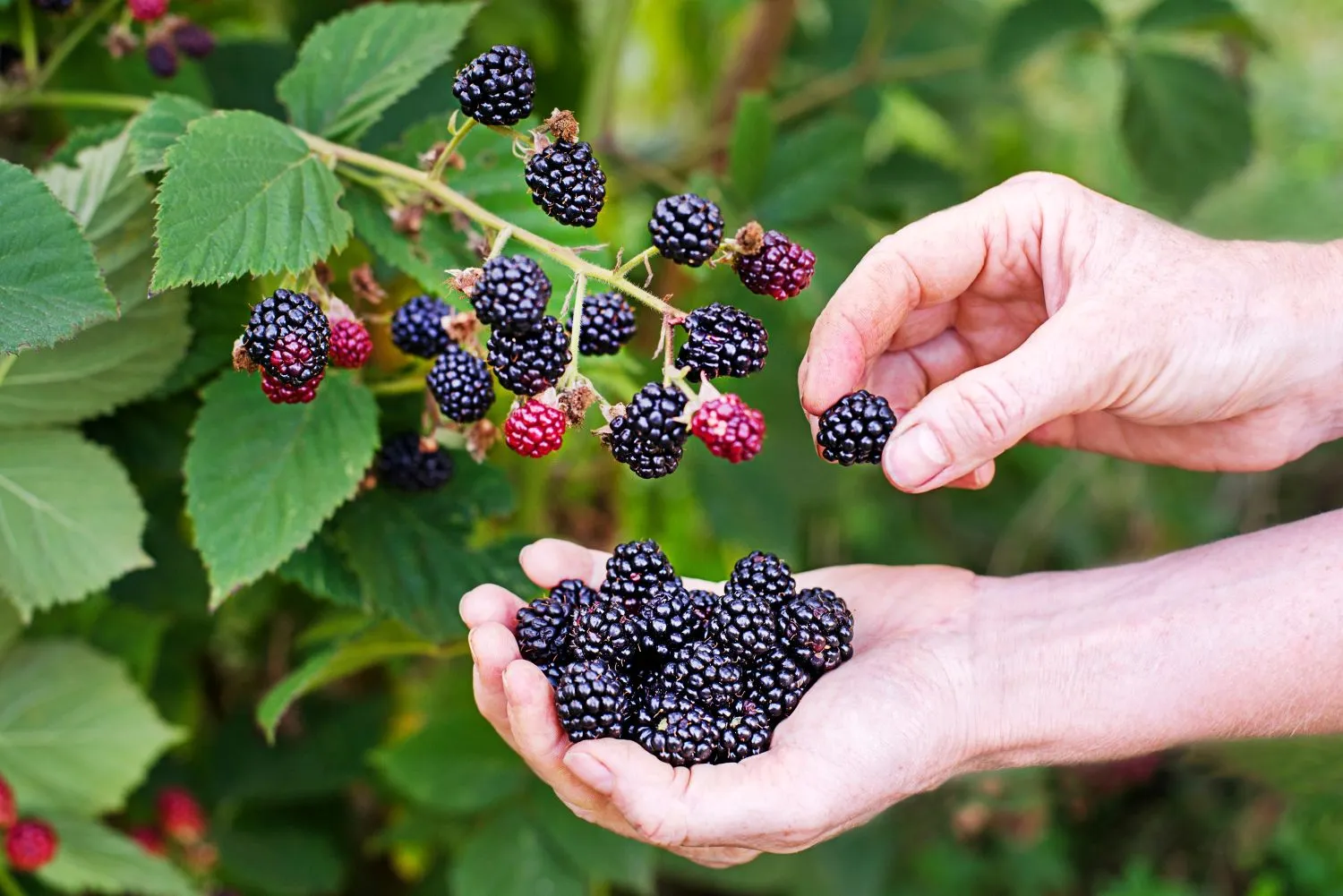 Tinkama gervuogių priežiūra rudenį leidžia sulaukti gausaus derliaus
