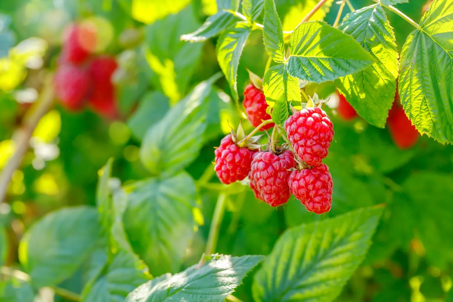 Tinkamai parinkti šalia augantys augalai gali lemti geresnį bei gausesnį derlių