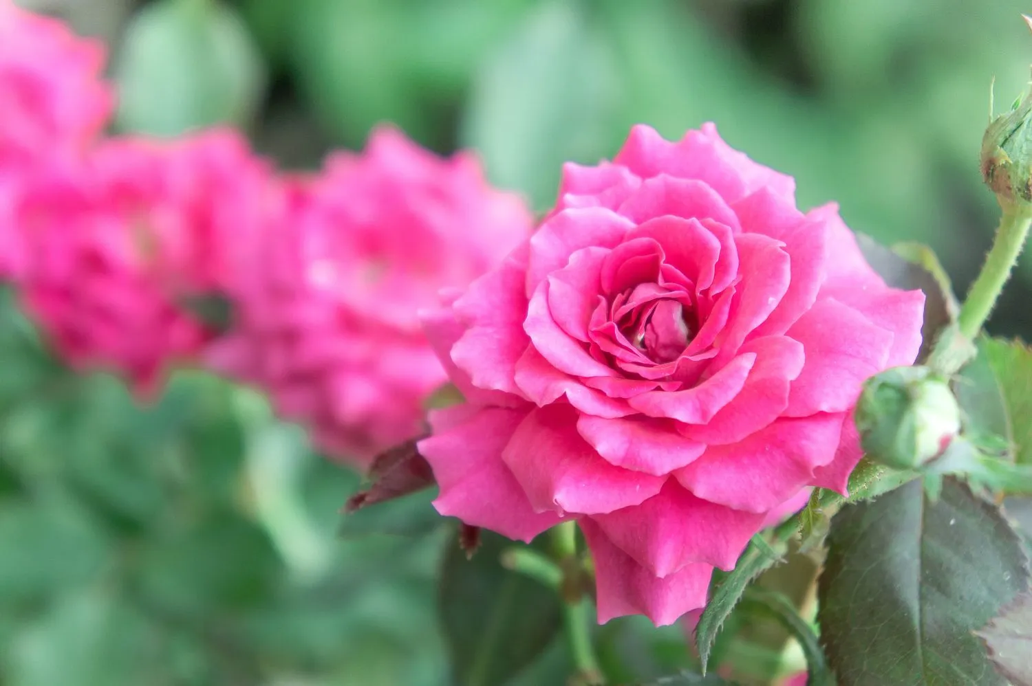 Tinkamai parinkti šalia augantys augalai, leidžia rožėms atsiskleisti visu savo grožiu