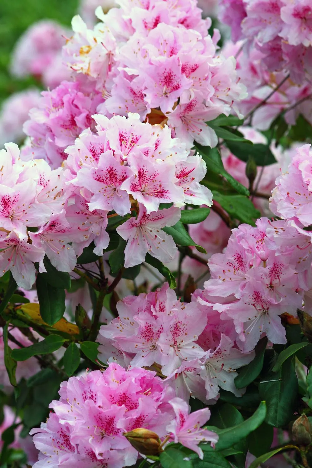 Unikalaus grožio rododendras