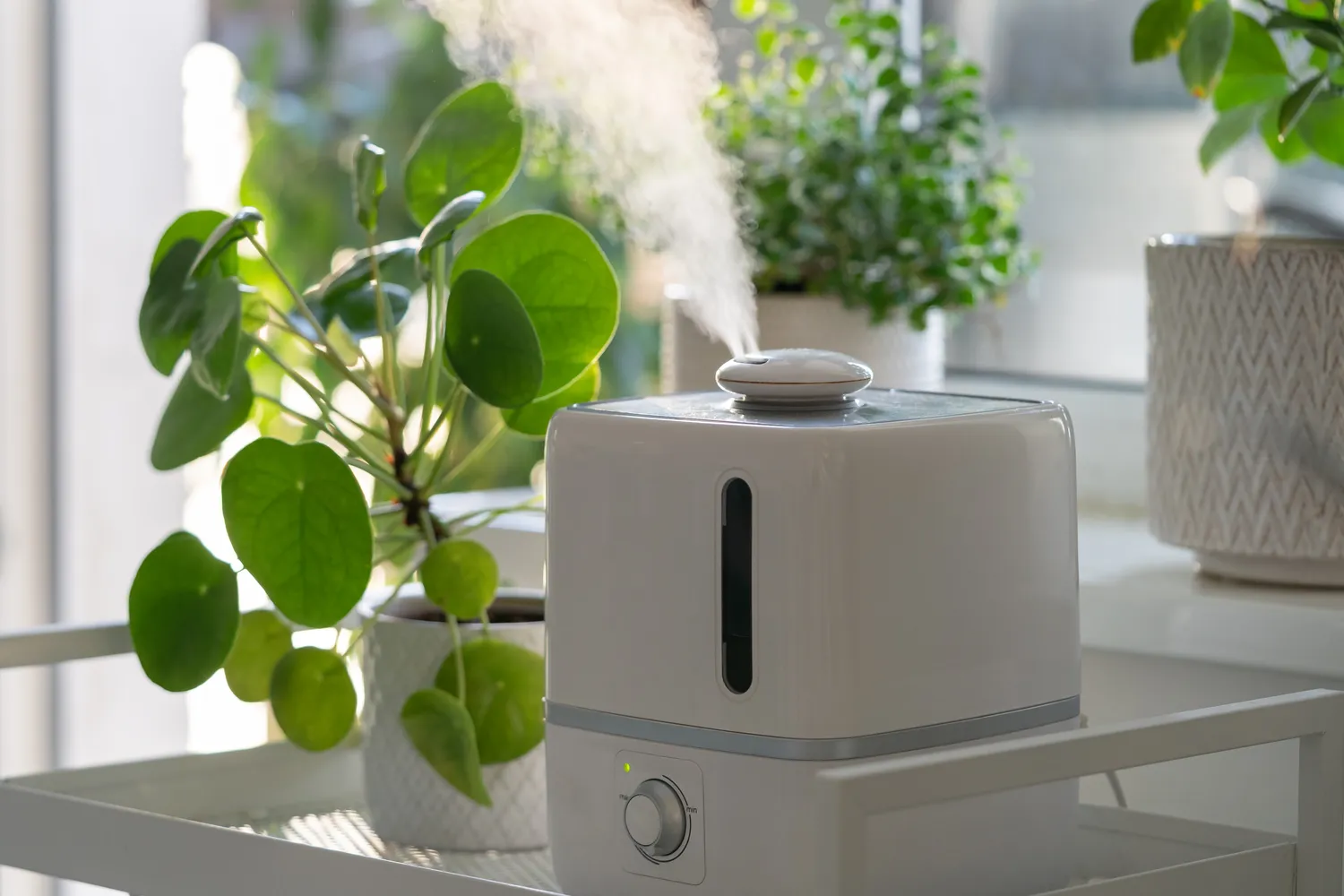 Kaip laistyti kambarinius augalus žiemą